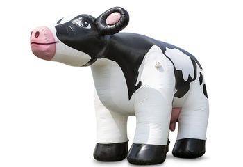 Koop enorme opblaasbare koe in verschillende hoogtes . Bestel springkussens online bij JB Inflatables Nederland